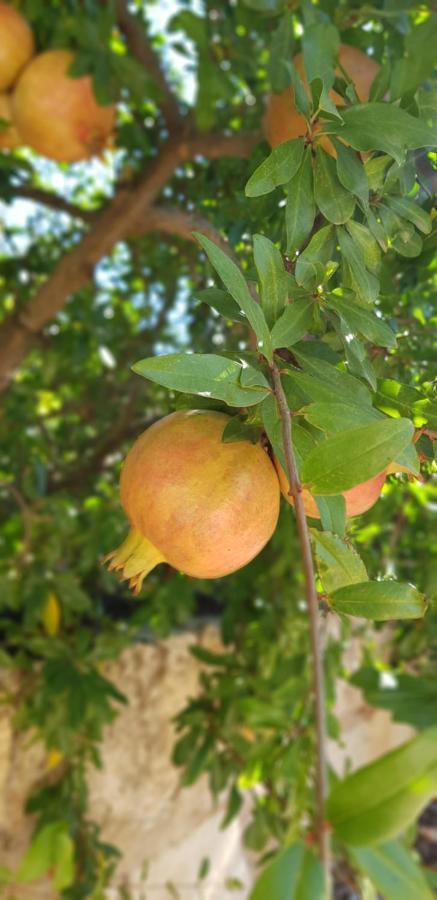Finca Sa Cova De Mallorca Sencelles Exteriör bild