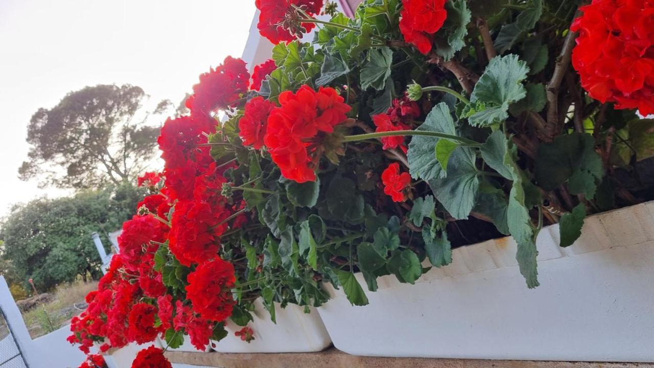 Finca Sa Cova De Mallorca Sencelles Exteriör bild