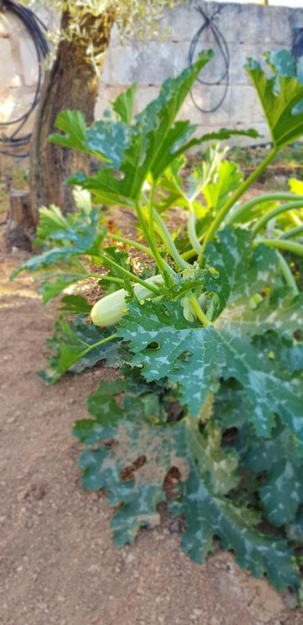 Finca Sa Cova De Mallorca Sencelles Exteriör bild