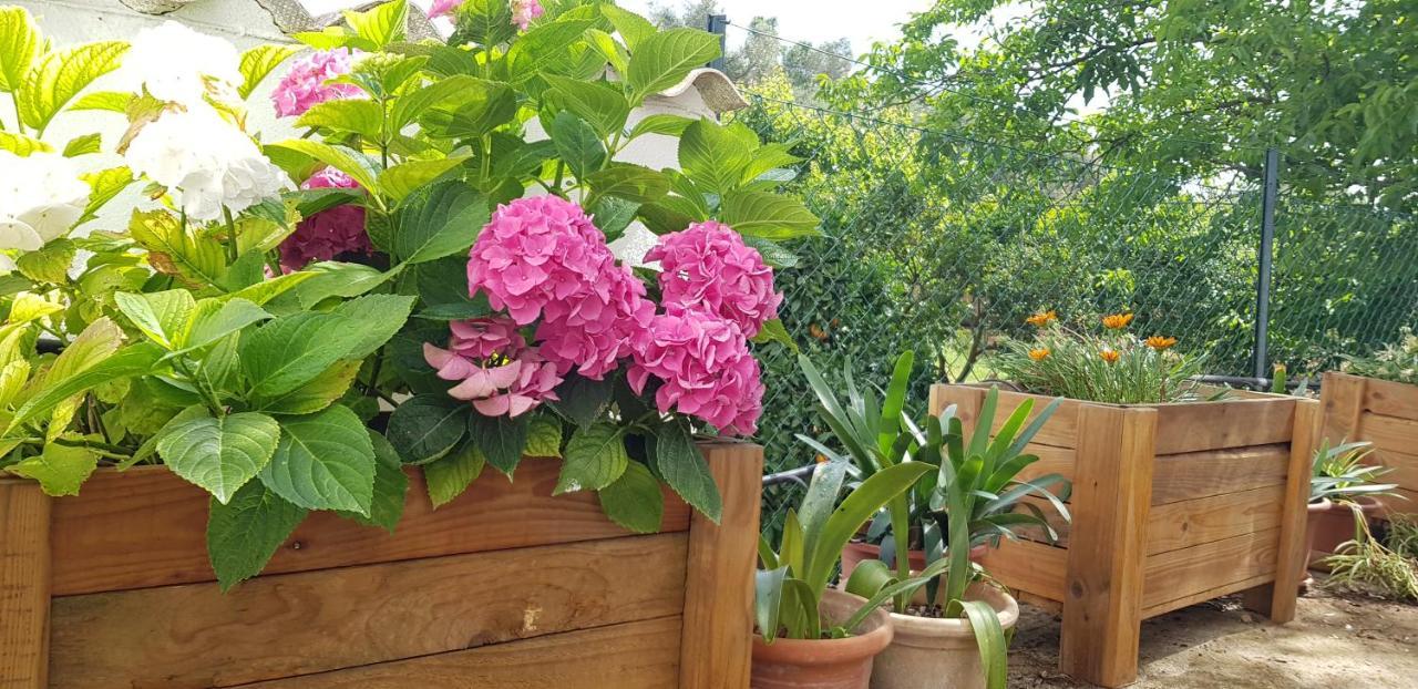 Finca Sa Cova De Mallorca Sencelles Exteriör bild