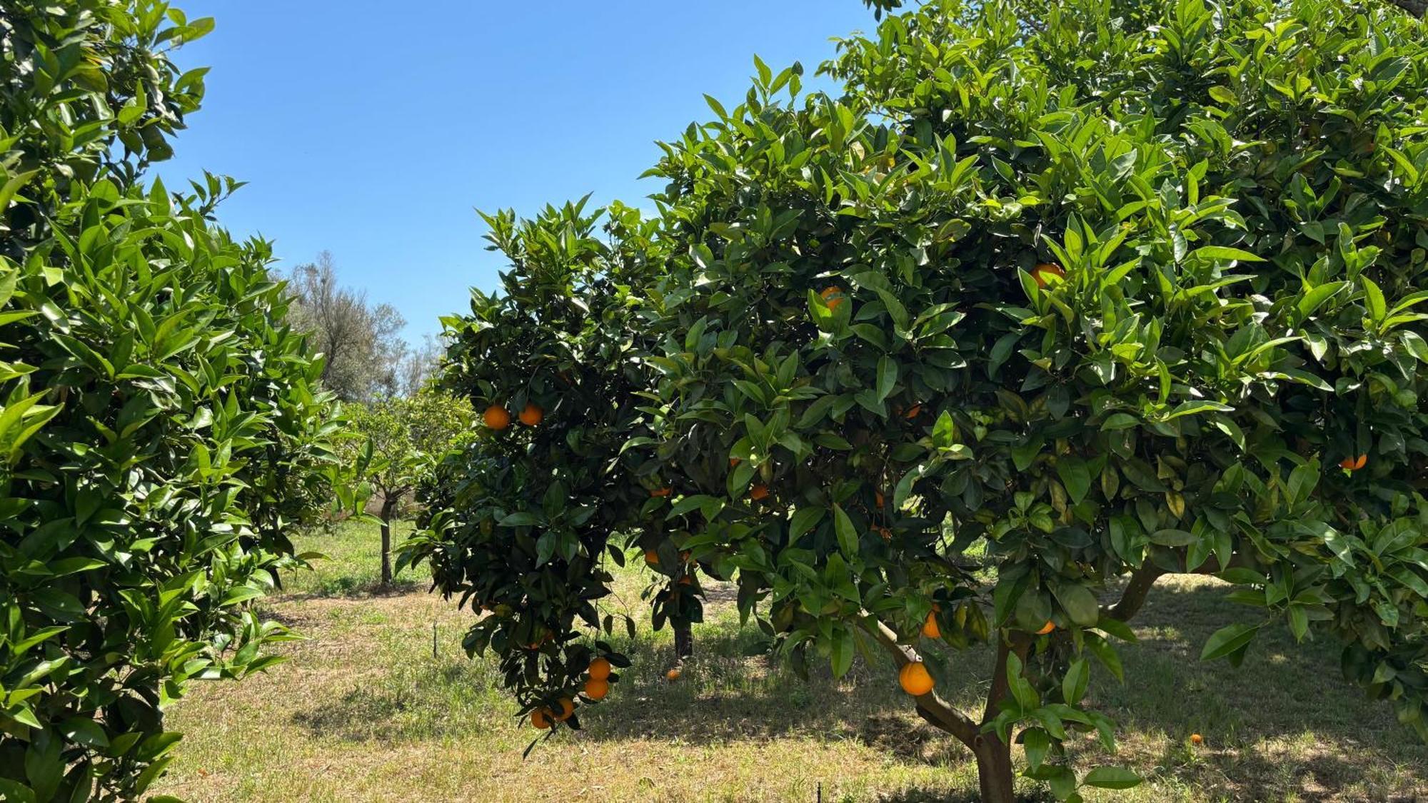 Finca Sa Cova De Mallorca Sencelles Exteriör bild