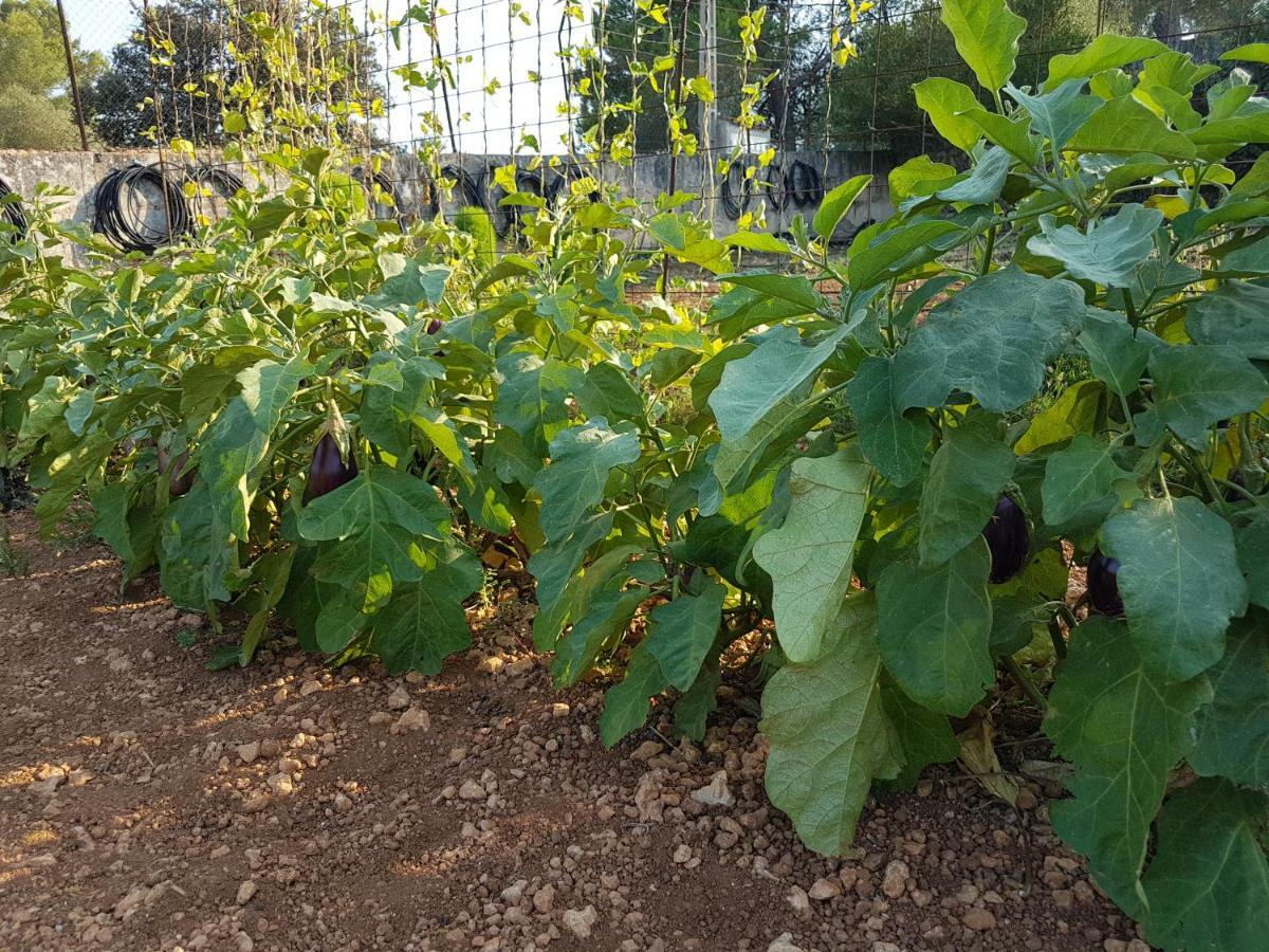 Finca Sa Cova De Mallorca Sencelles Exteriör bild