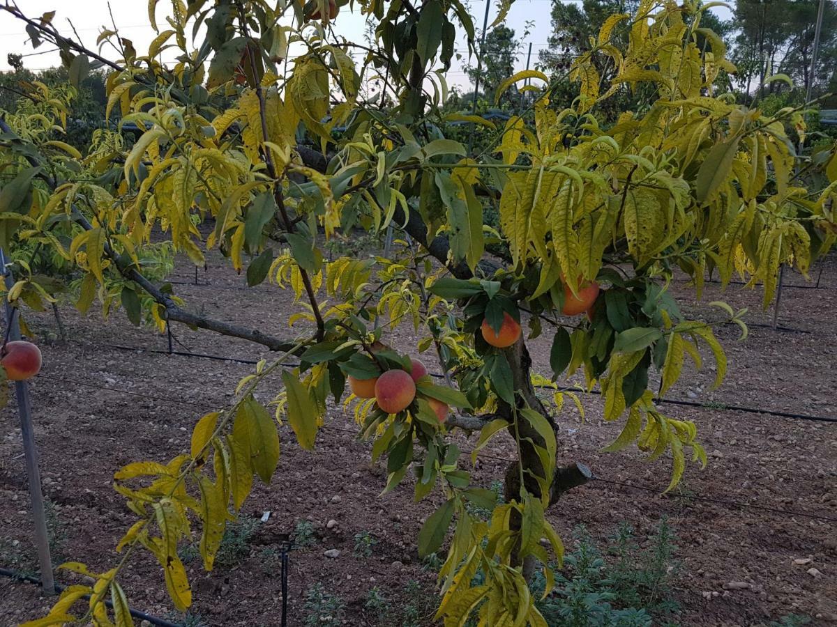 Finca Sa Cova De Mallorca Sencelles Exteriör bild