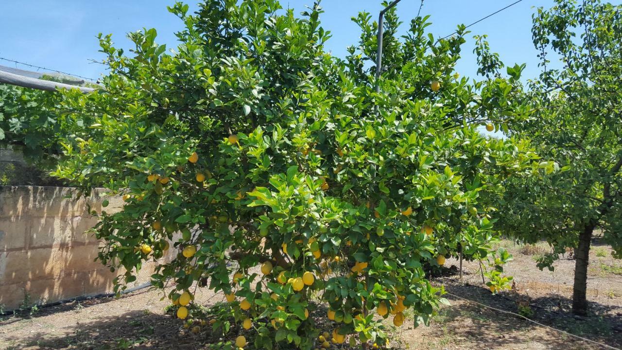 Finca Sa Cova De Mallorca Sencelles Exteriör bild