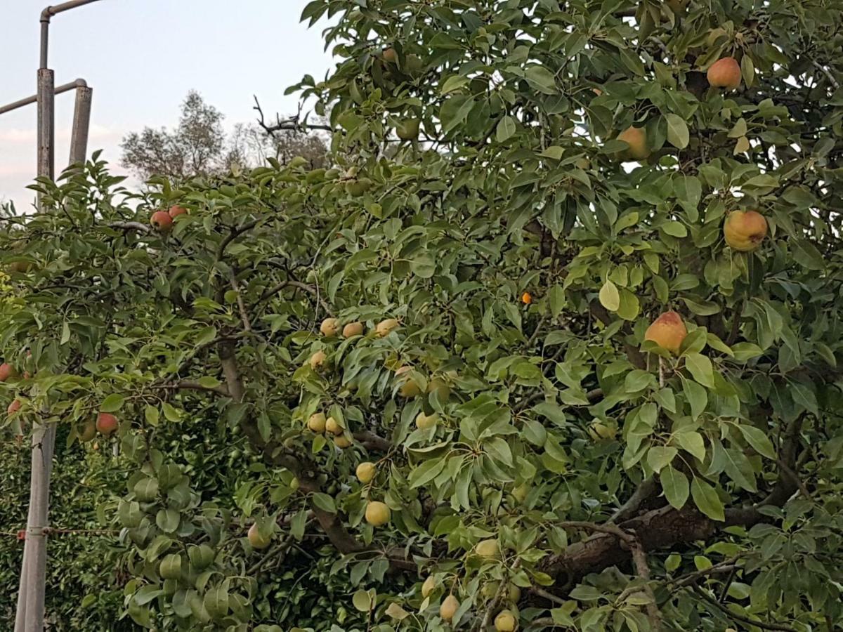 Finca Sa Cova De Mallorca Sencelles Exteriör bild