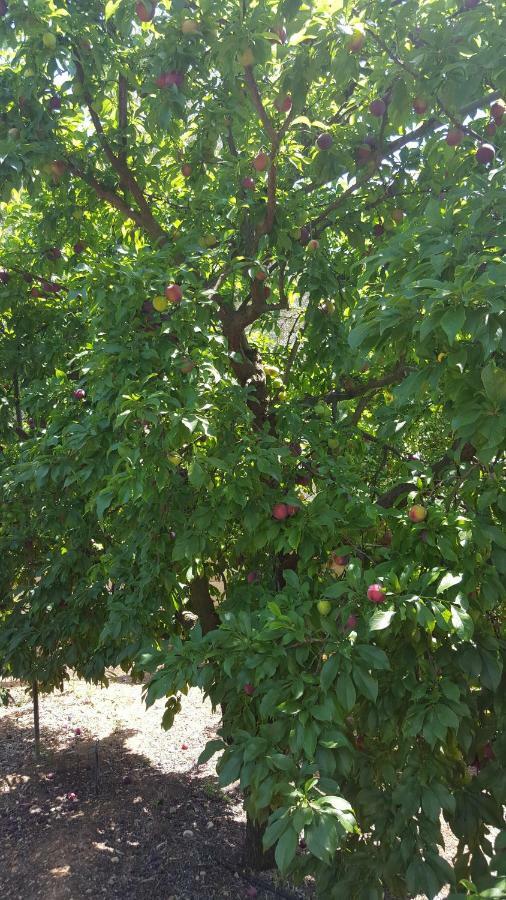 Finca Sa Cova De Mallorca Sencelles Exteriör bild