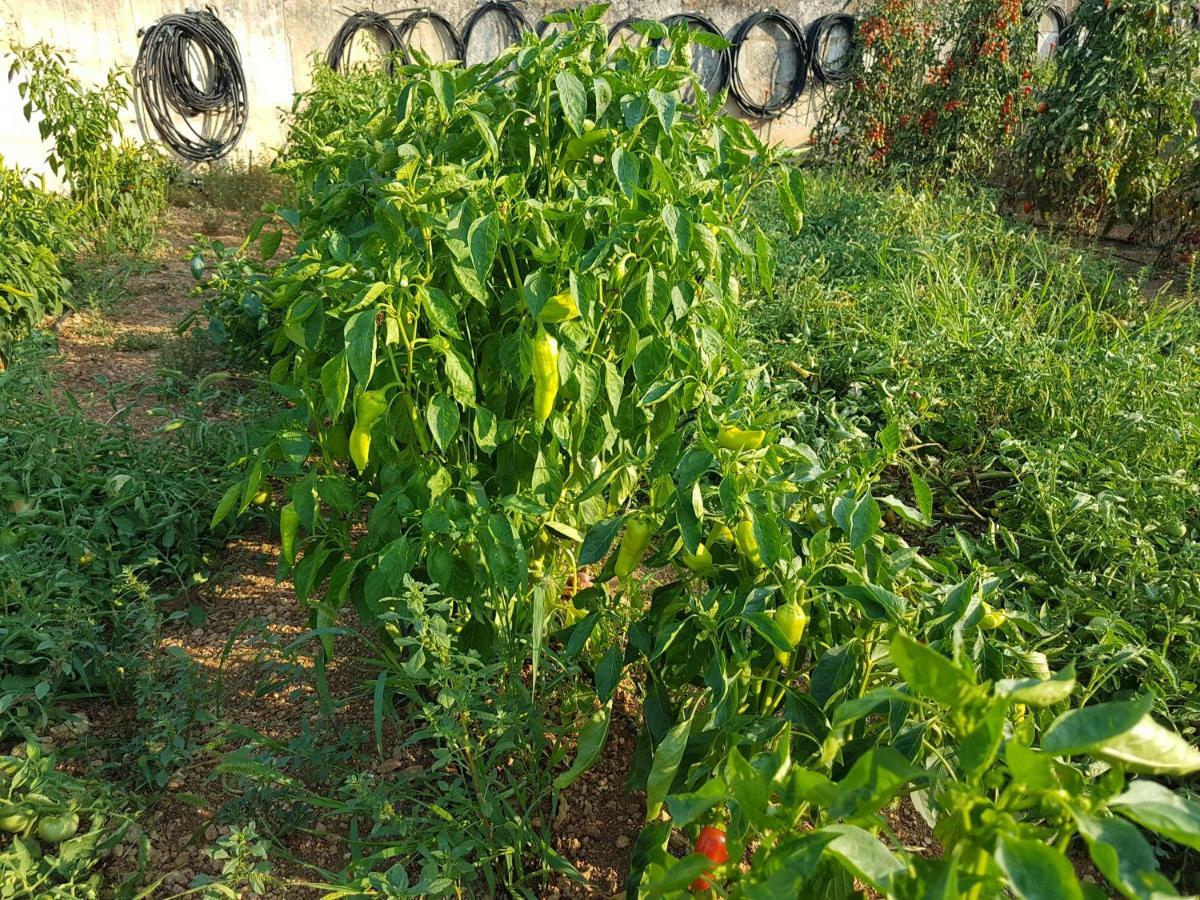 Finca Sa Cova De Mallorca Sencelles Exteriör bild