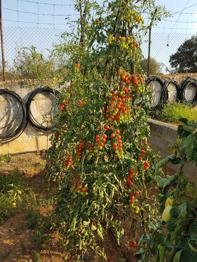 Finca Sa Cova De Mallorca Sencelles Exteriör bild