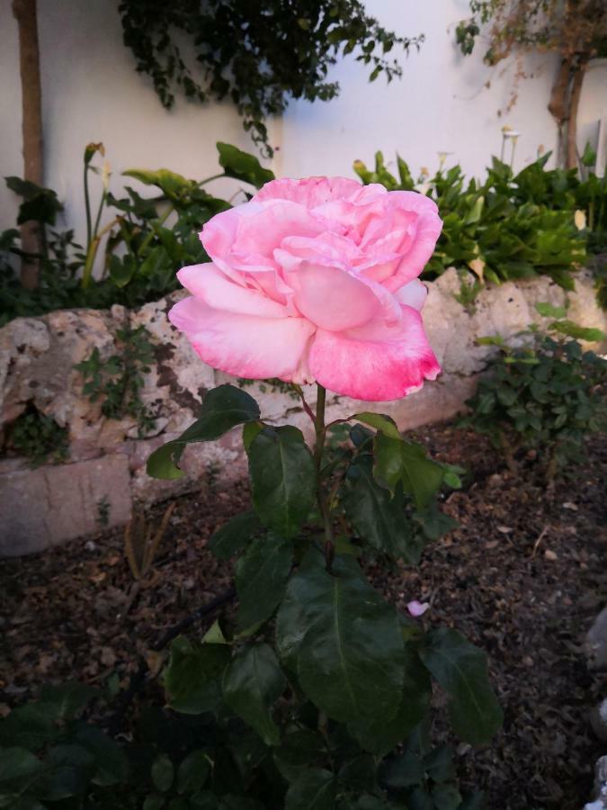 Finca Sa Cova De Mallorca Sencelles Exteriör bild