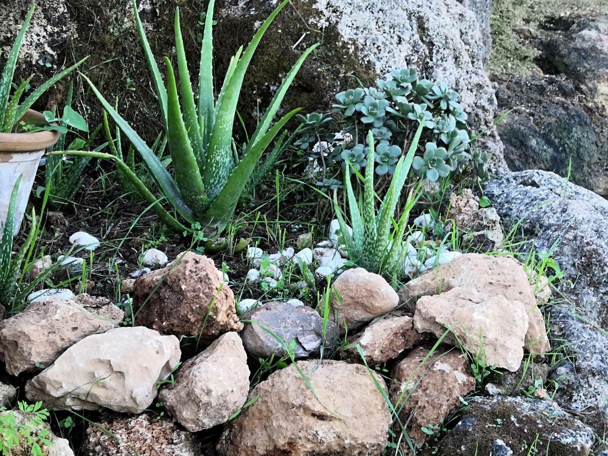Finca Sa Cova De Mallorca Sencelles Exteriör bild